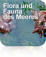 Flora und Fauna des Meeres