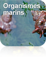 Organismes marins