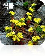 식물