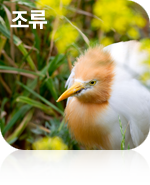조류