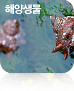 해양생물